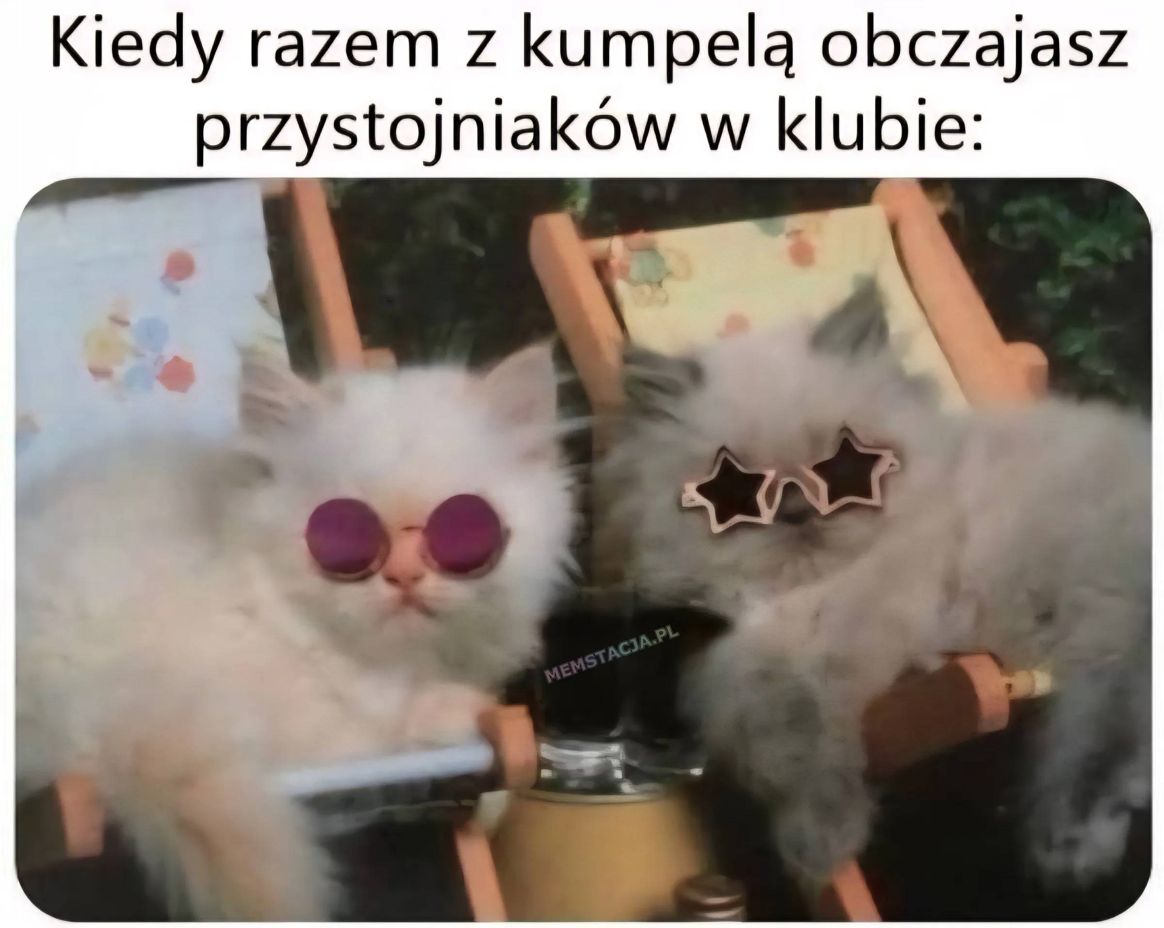 Mem o tytule: Kiedy jeste艣 w klubie z kumpel膮 馃槈 Kiedy razem z kumpel膮 obczajasz przystojniak贸w w klubie: Zdj臋cie dw贸ch kotk贸w na le偶aku w okularach