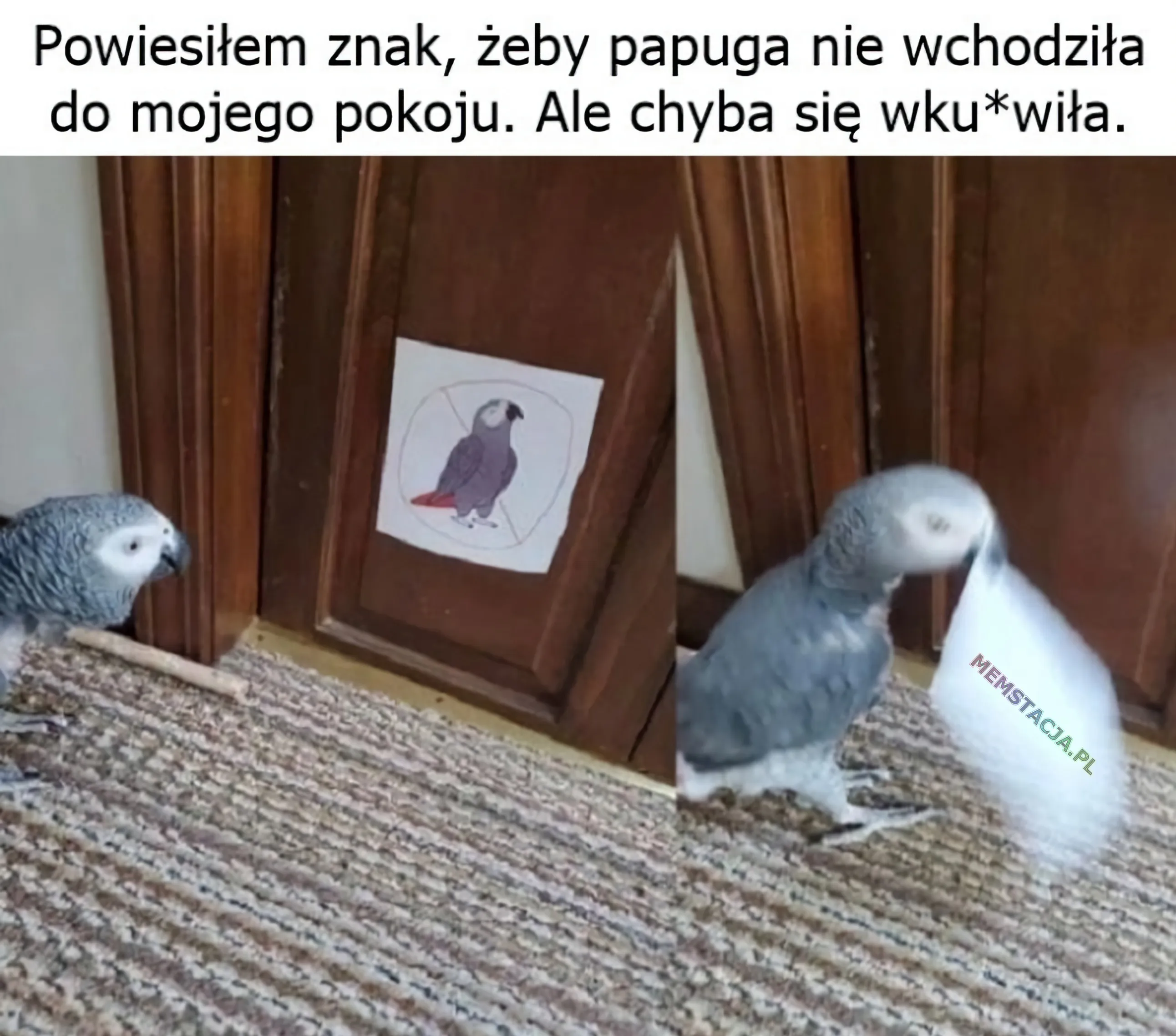 Zdjęcie papugi, która zrywa zakaz wejścia dla papug: 'Powiesiłem znak, żeby papuga nie wchodziła do mojego pokoju. Ale chyba się wku*wiła.'