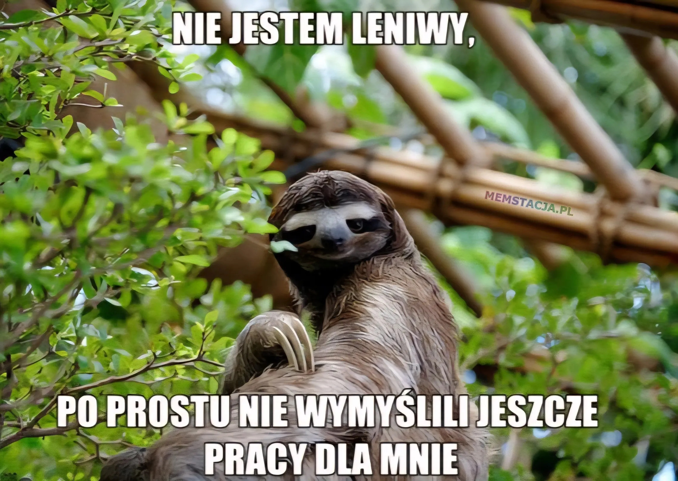 NIE JESTEM LENIWY,  PO PROSTU NIE WYMYŚLILI JESZCZE PRACY DLA MNIE: Zdjęcie uśmiechniętego leniwca patrzącego w obiektyw.