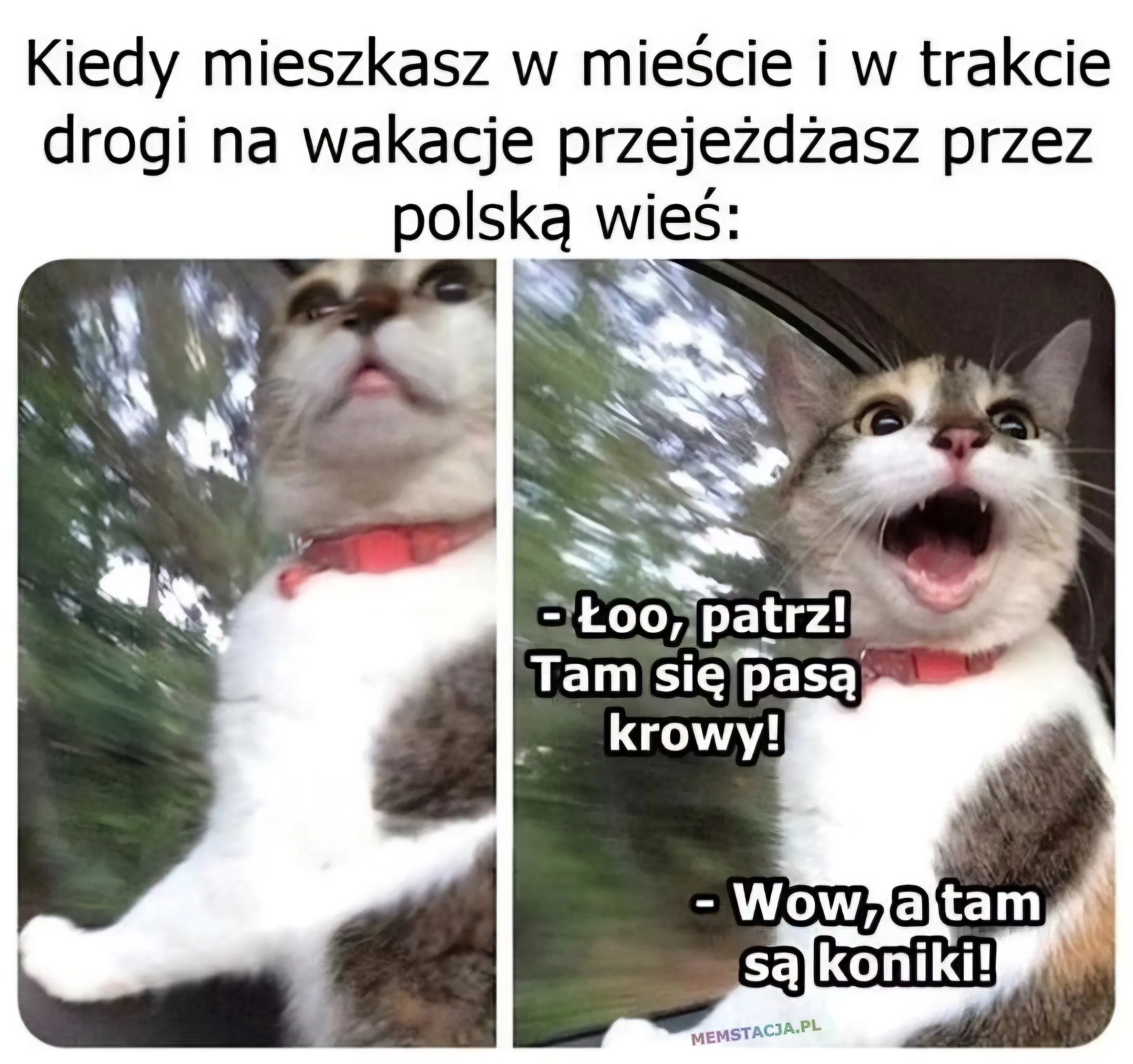 Kiedy mieszkasz w mieście i w trakcie drogi na wakację przejeżdzasz przez Polską wieś: Zdjęcie zadowolonego kota, który mówi: Łoo, patrz! Tam się pasą krowy!; Wow, a tam są koniki!